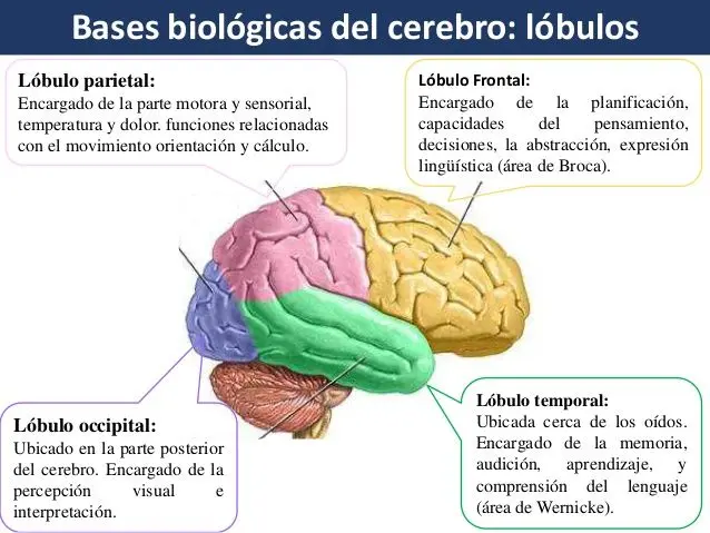 biologico en la inteligencia emocional - Las emociones son biológicas o psicológicas