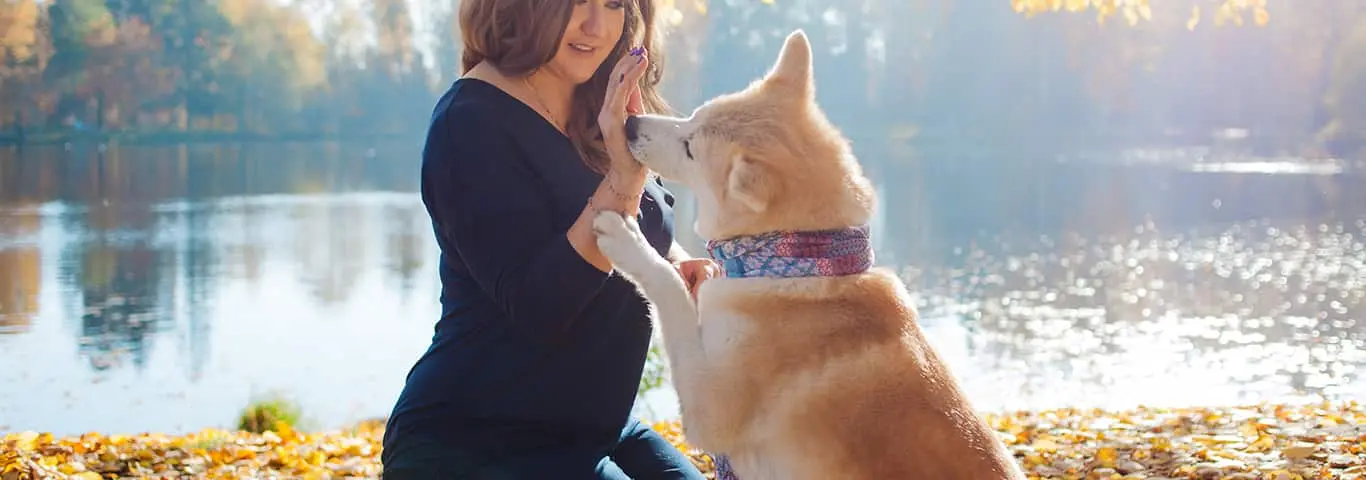 Akita Inu: la inteligencia detrás de su nobleza - Los Akitas aman a sus dueños akita inu inteligencia - Los Akitas aman a sus dueños
