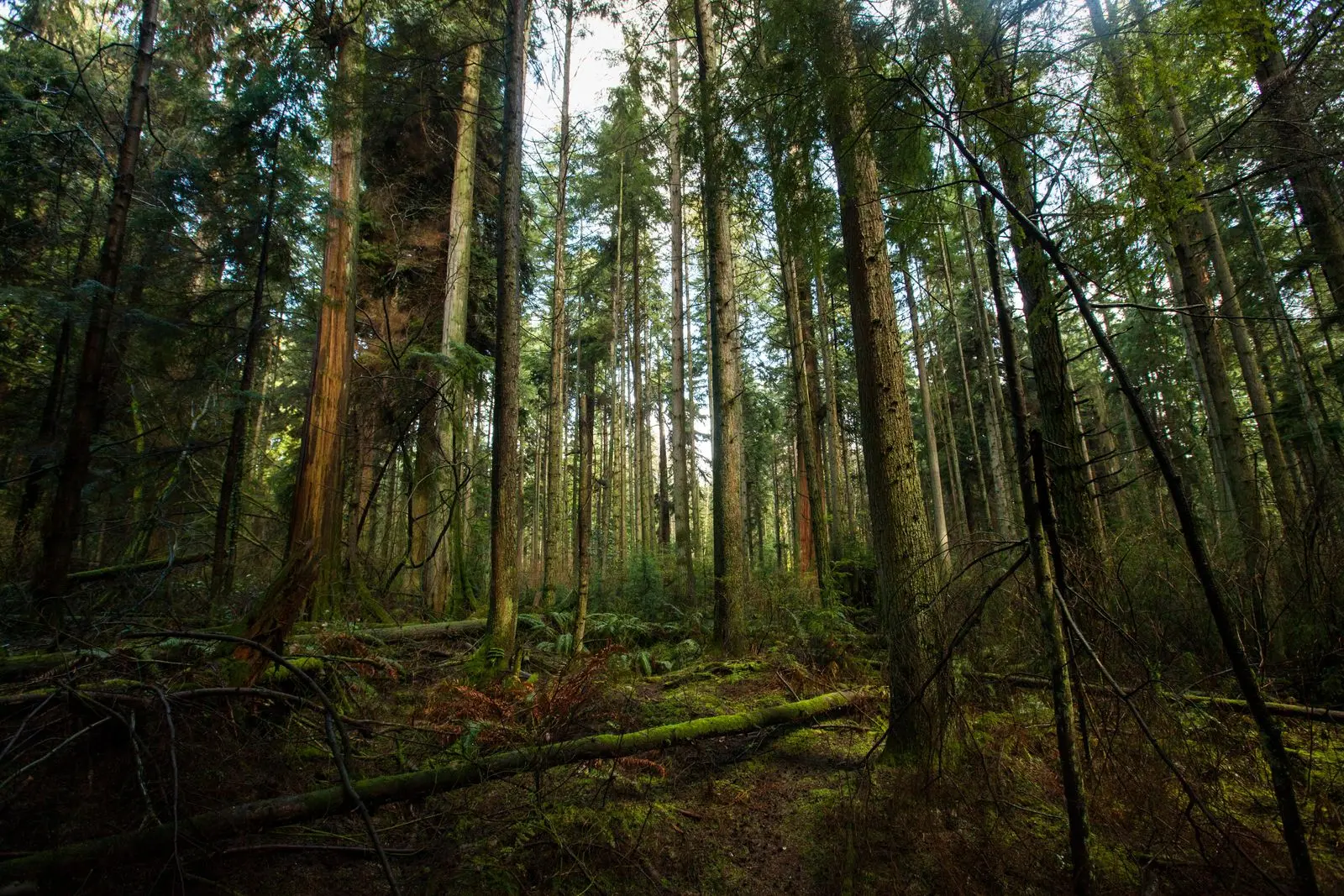 Árboles Inteligentes: Adaptándose al Cambio Climático - Los árboles hablan entre sí arboles inteligentes - Los árboles hablan entre sí