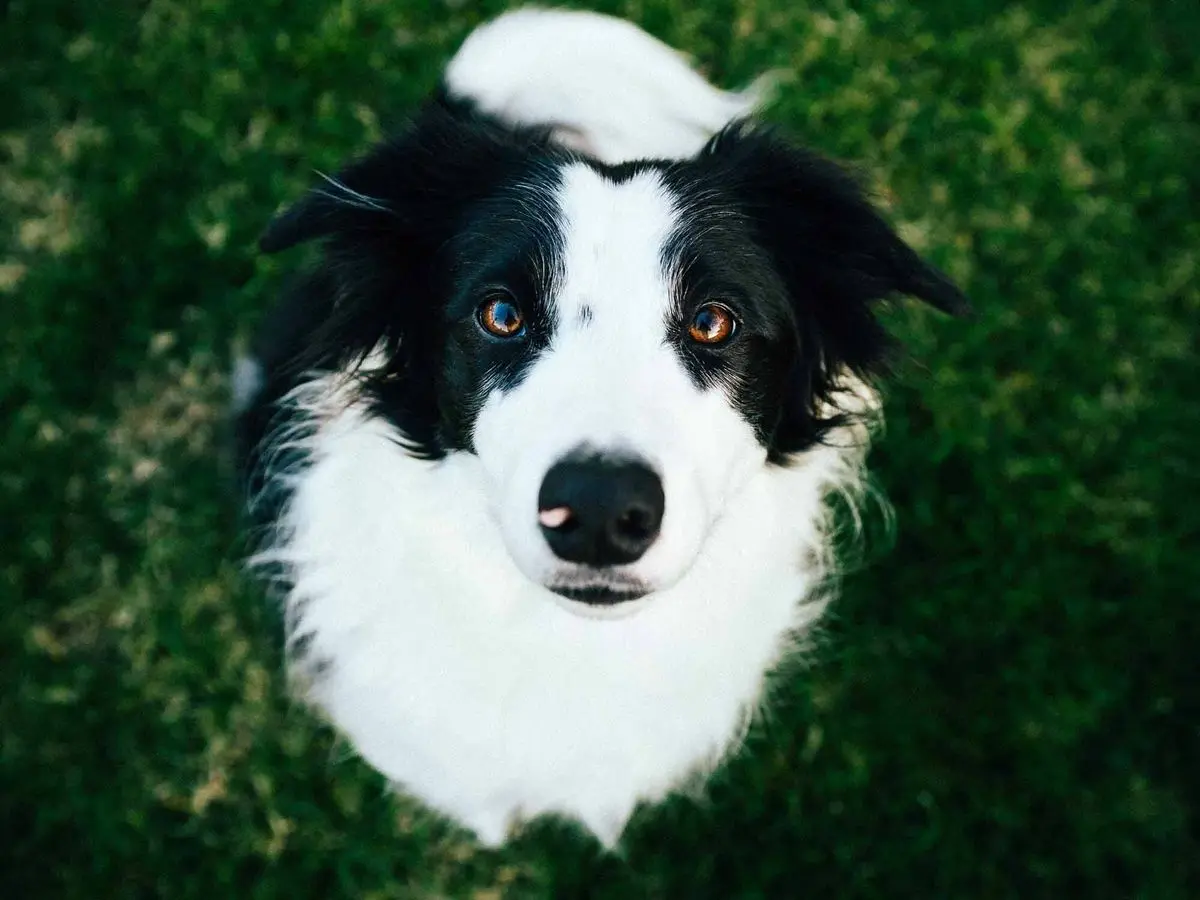 Border Collie Cruza Inteligencia: ¿Por qué son tan inteligentes? - Los Border Collies tienen buena memoria border collie cruza inteligencia - Los Border Collies tienen buena memoria