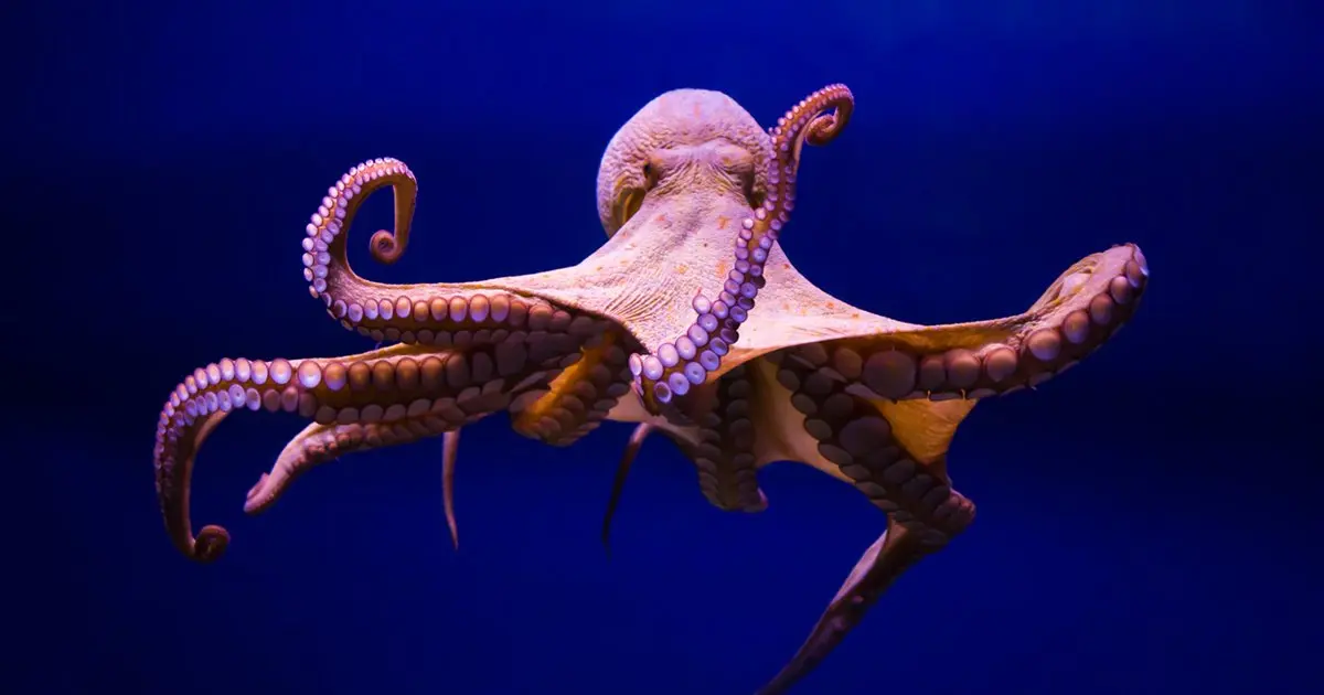 el calamar es inteligente - Los calamares tienen cerebro