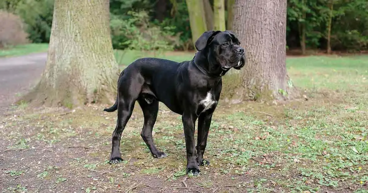 La inteligencia del Cane Corso - Los Cane Corsos necesitan mucha atención cane corso inteligencia - Los Cane Corsos necesitan mucha atención
