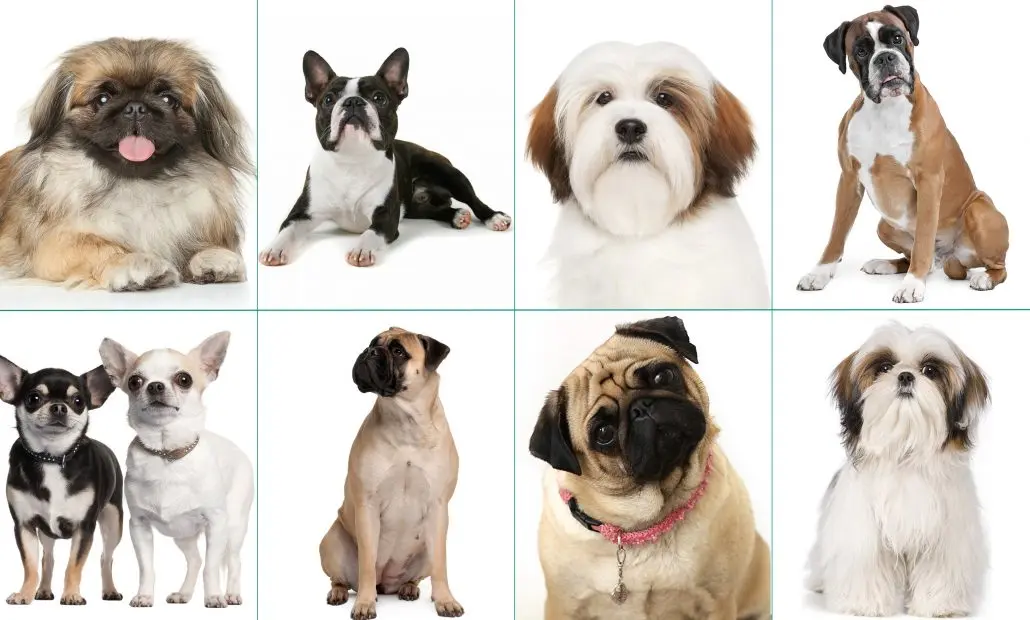 chow chow inteligencia - Los Chow Chow son braquicéfalos