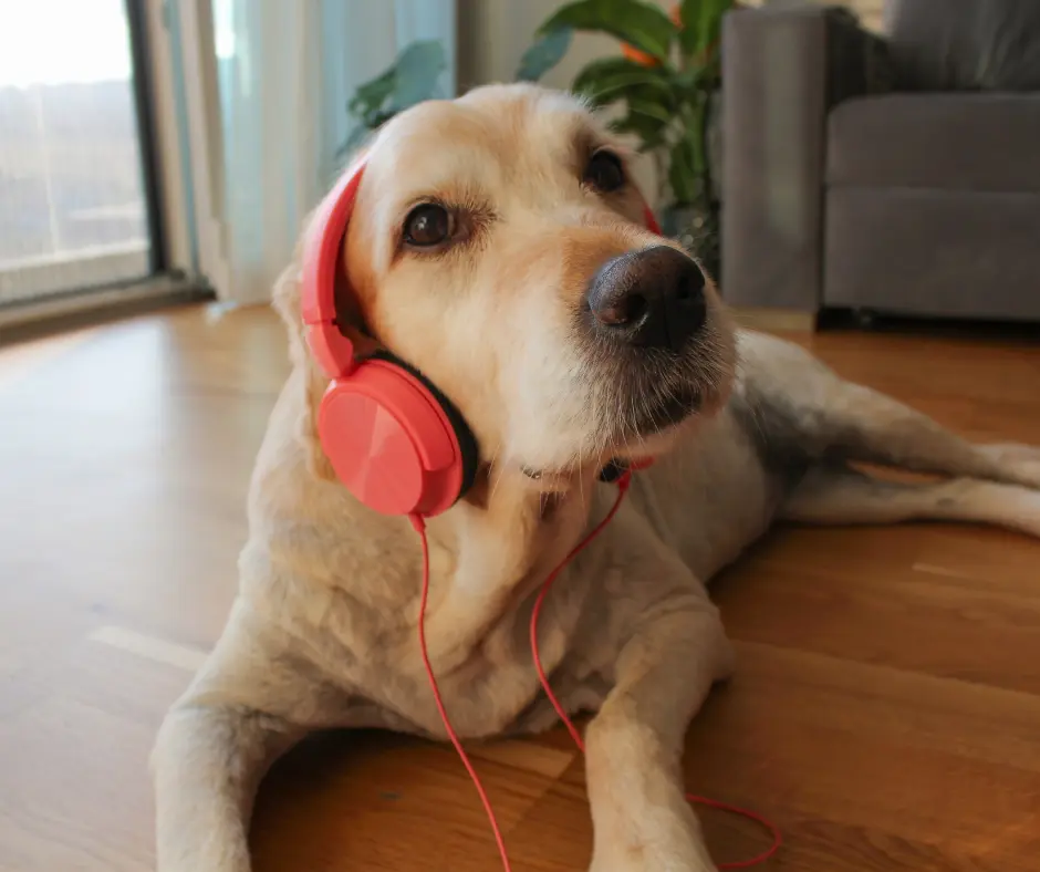 Dálmata: un perro con temperamento inteligente - Los dálmatas tienen TDAH dálmata temperamento inteligente - Los dálmatas tienen TDAH