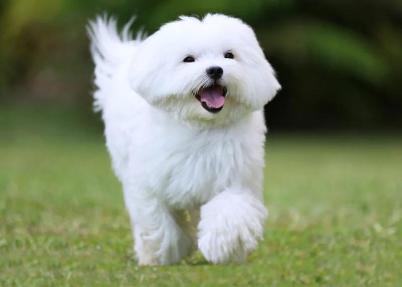 Maltese: Una raza de perros inteligente y encantadora - Los malteses protegen a sus dueños maltes inteligencia - Los malteses protegen a sus dueños