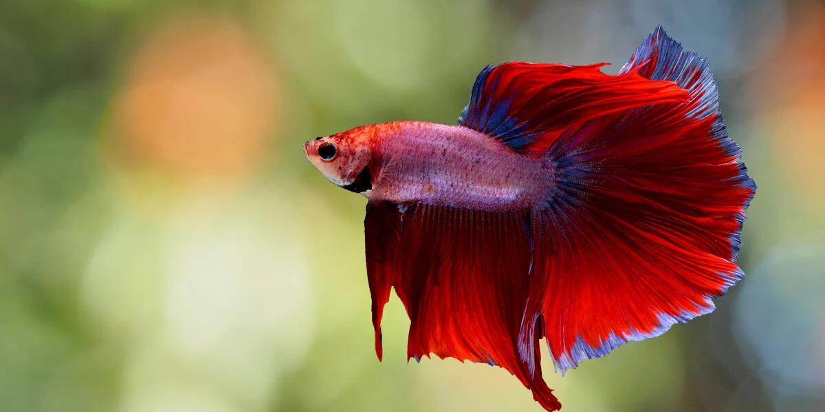 pez betta inteligencia - Los peces betta reconocen a sus dueños