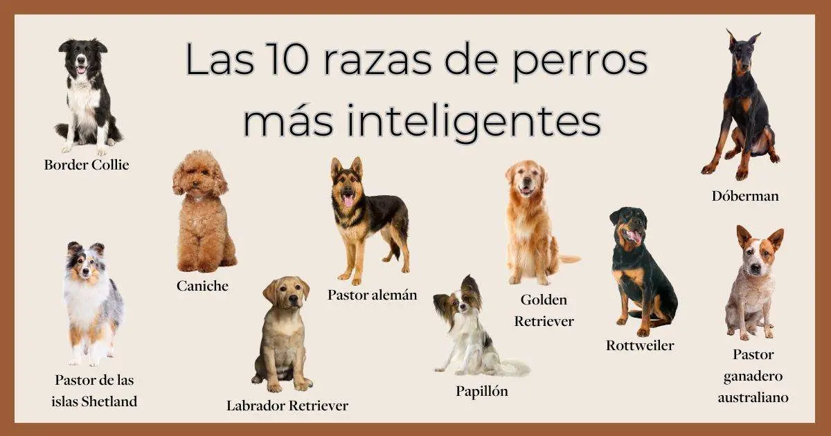 los perros grandes son mas inteligentes - Los perros más grandes son más inteligentes
