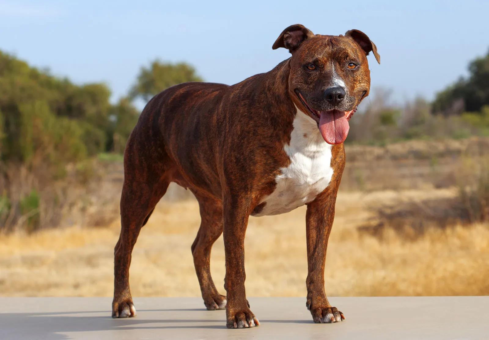 pitbull inteligencia - Los pitbulls aprenden rápido