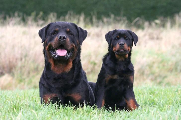 caracter e inteligencia del rottweiller - Los Rottweilers protegen a sus dueños