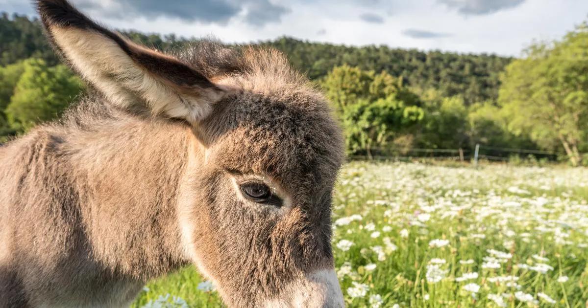 el burro es el animal mas inteligente - Por qué el burro es inteligente