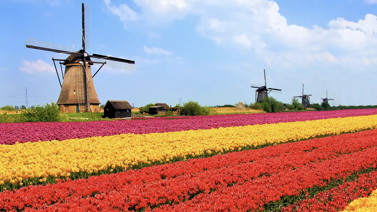 agricultura inteligente holandesa - Por qué Holanda es tan buena en agricultura