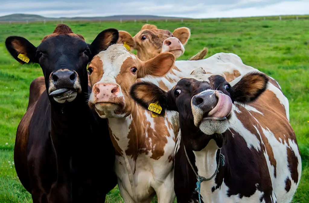 inteligencia de las vacas - Por qué las vacas son inteligentes