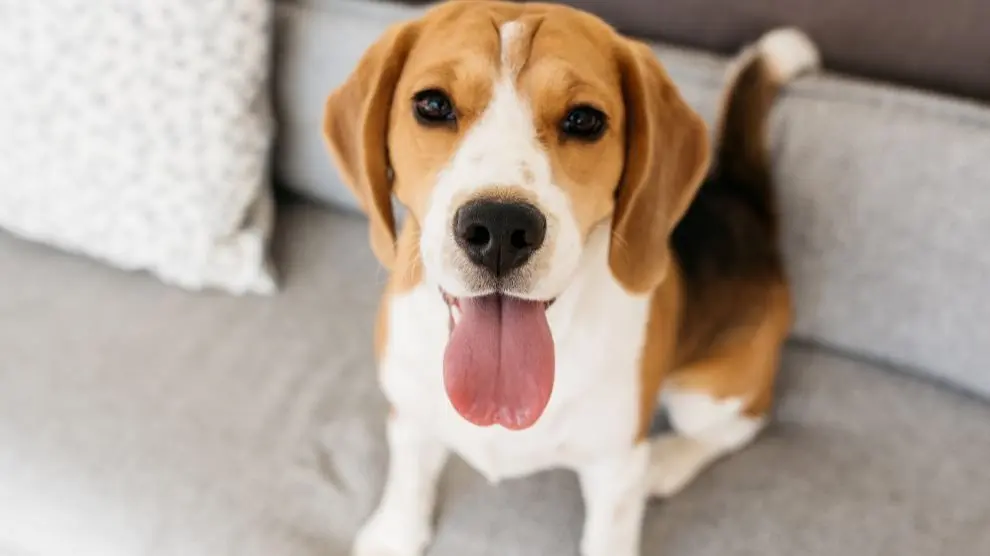 beagle inteligencia - Por qué los beagles son tan tercos