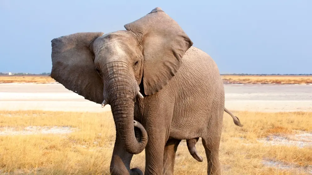 elefantes inteligencia - Por qué los elefantes son inteligentes