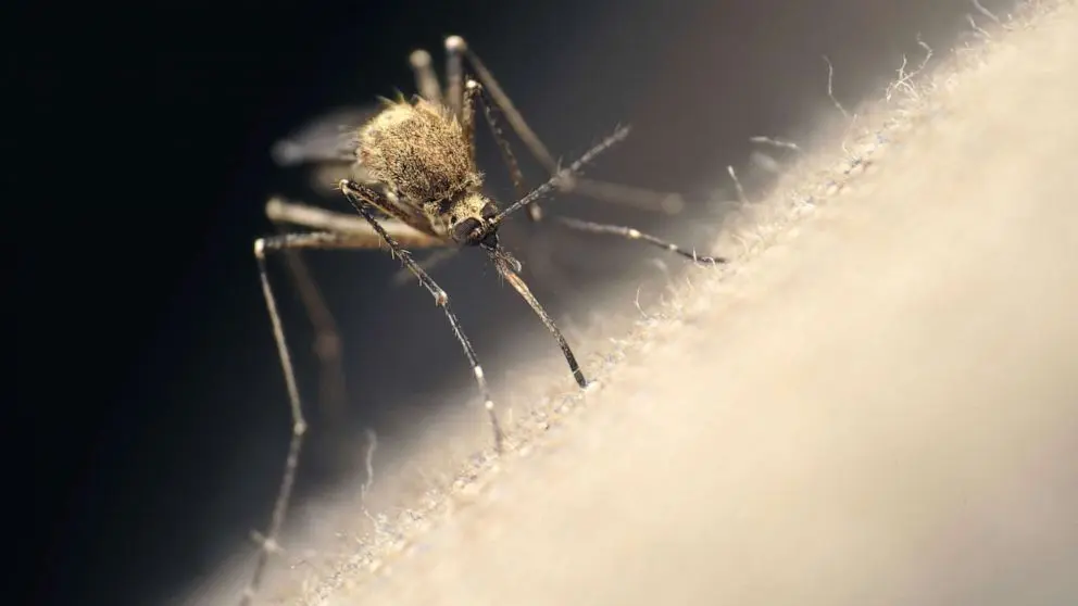los mosquitos son inteligentes - Por qué los mosquitos son inteligentes