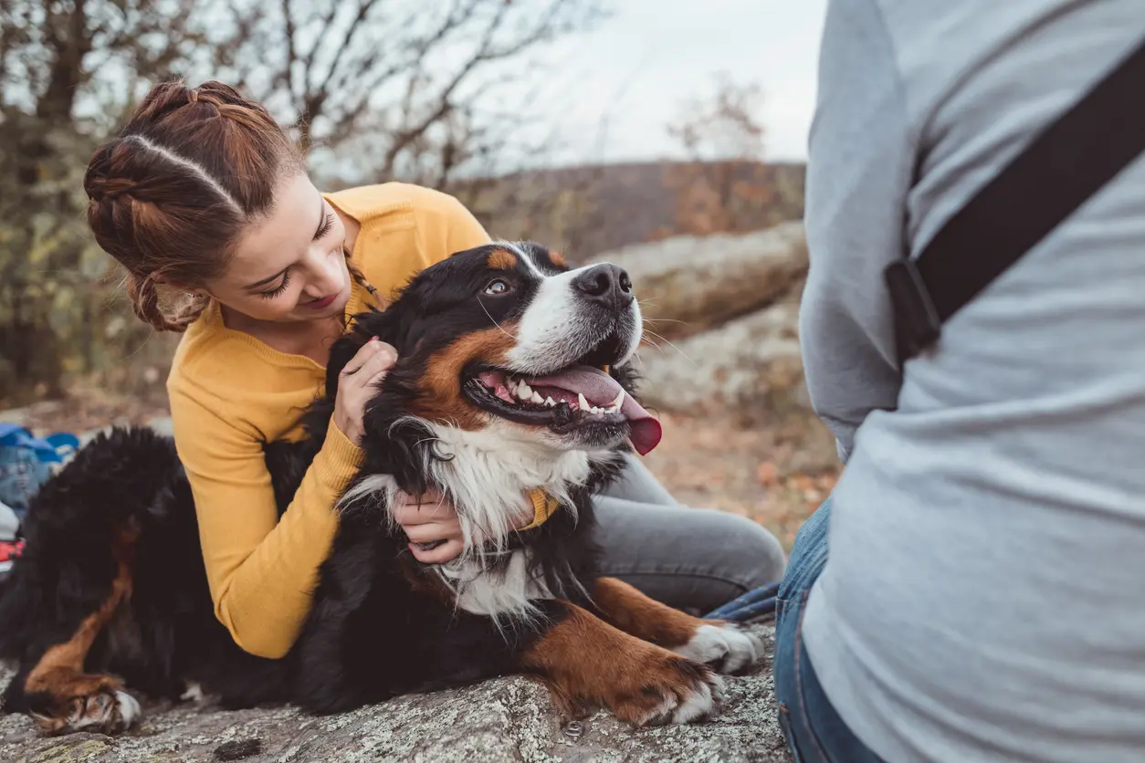 Boyero de Berna: Una raza inteligente y leal - Por qué no adquirir un perro de montaña de Berna boyero de berna inteligencia - Por qué no adquirir un perro de montaña de Berna