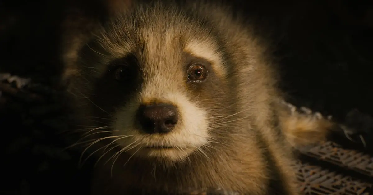 ¿Qué tan inteligente es Rocket? - Por qué Rocket es tan inteligente que tan inteligente es rocket - Por qué Rocket es tan inteligente