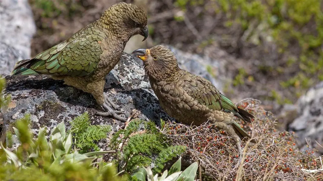 el kea el animal mas inteligente del mundo - Por qué son conocidos los Keas