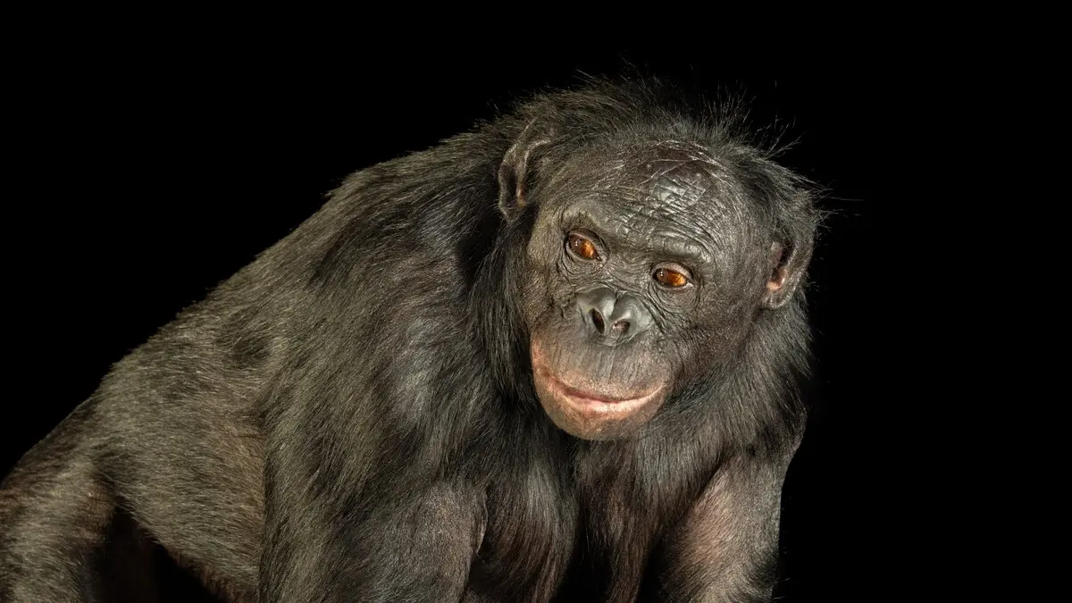 bonobo inteligente animal planey - Por qué son conocidos los monos bonobo