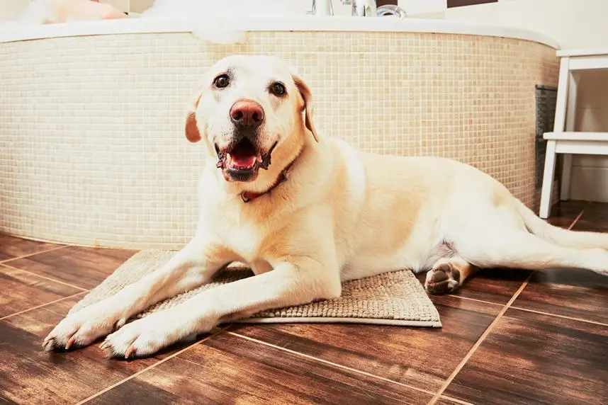 banheiro inteligente para cachorro - Porque o cachorro gosta de ficar no banheiro