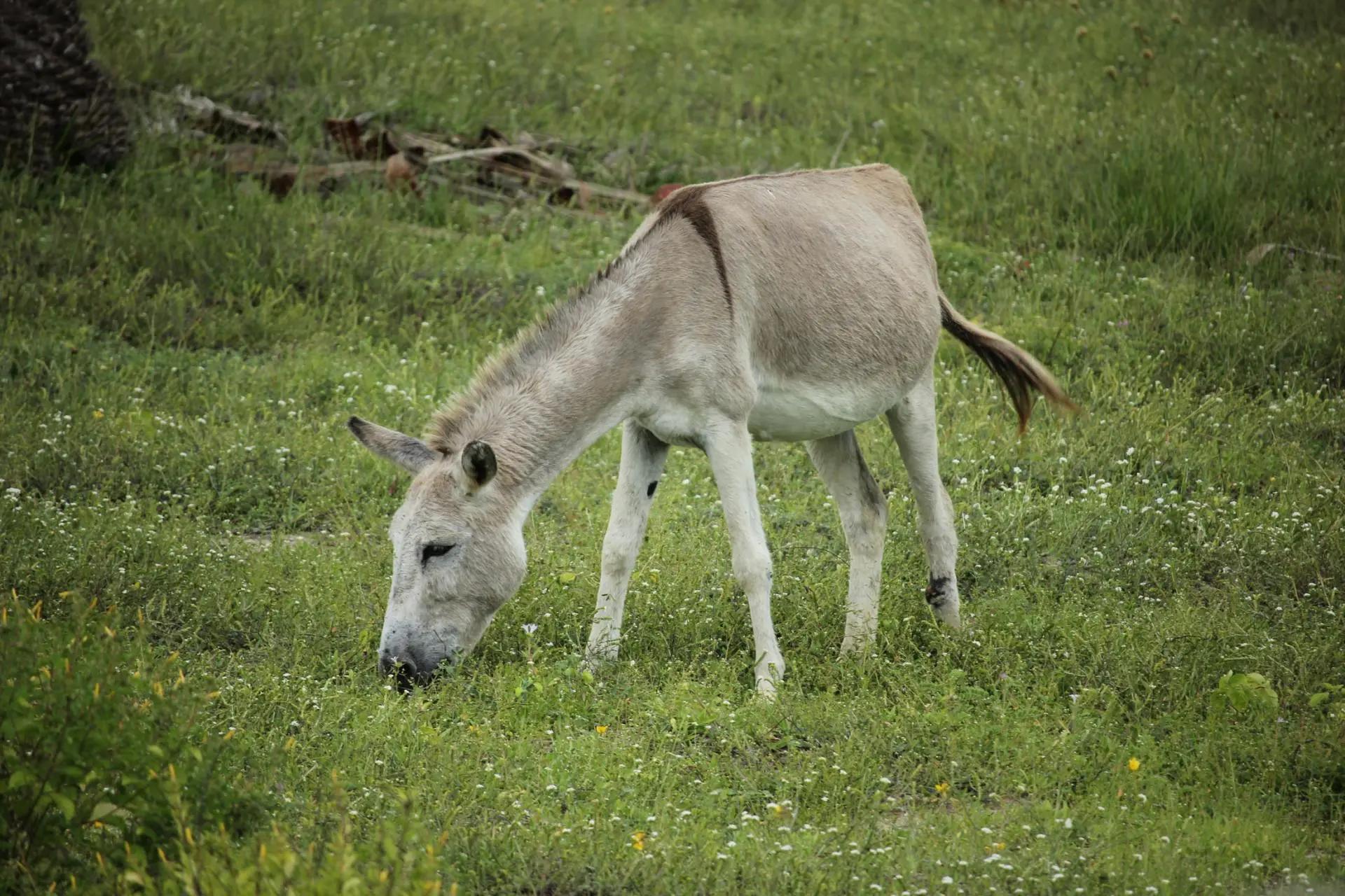 Burros vs Inteligentes: ¿Cuál es la diferencia? - Pueden los burros deprimirse burros vs inteligentes - Pueden los burros deprimirse