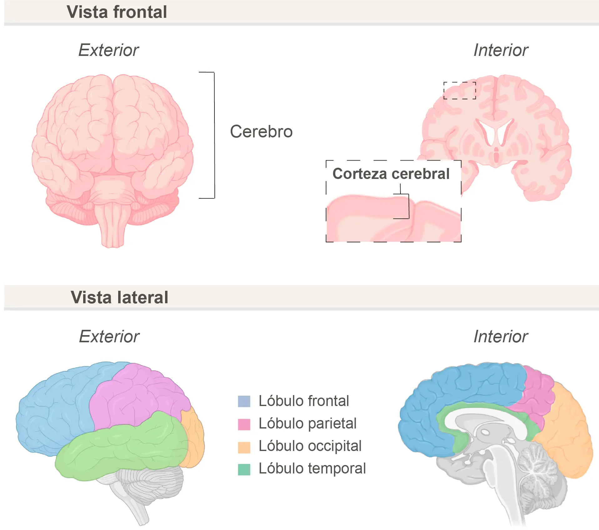Cerebro mostrando las inteligencias - Puedes ver inteligencia en el cerebro cerebro mostrando las inteligencias - Puedes ver inteligencia en el cerebro