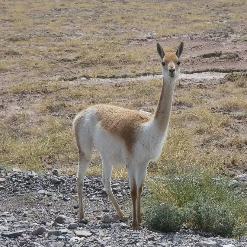 animales inteligentes peruanos - Qué animal representa al Perú