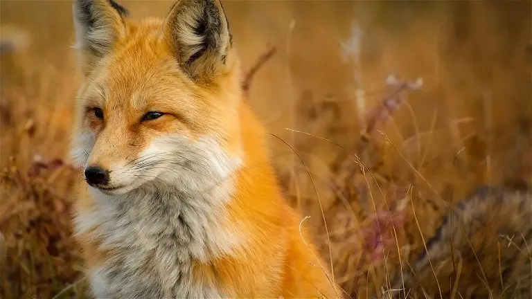 animales que representan inteligencia - Qué animal representa la inteligencia
