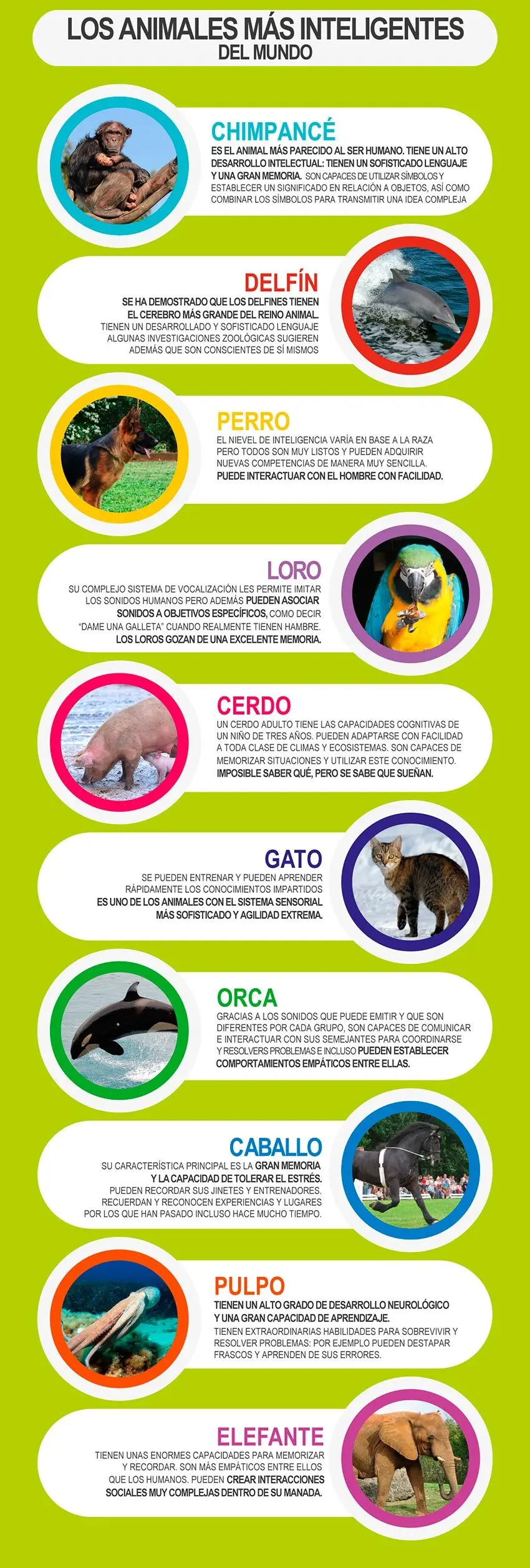 animal con el que se identifica persona calmada e inteligente - Qué animal te identificas
