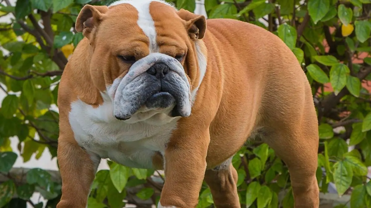 Los animales menos inteligentes del reino animal - Qué animal tiene 0 coeficiente intelectual animal menos inteligentes - Qué animal tiene 0 coeficiente intelectual