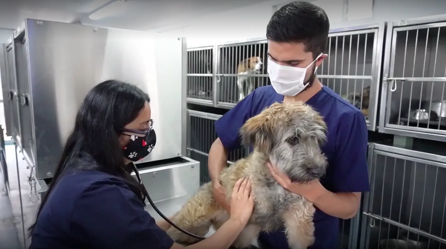 animales inteligentes veterinaria bogota - Qué animales atiende un veterinario exótico