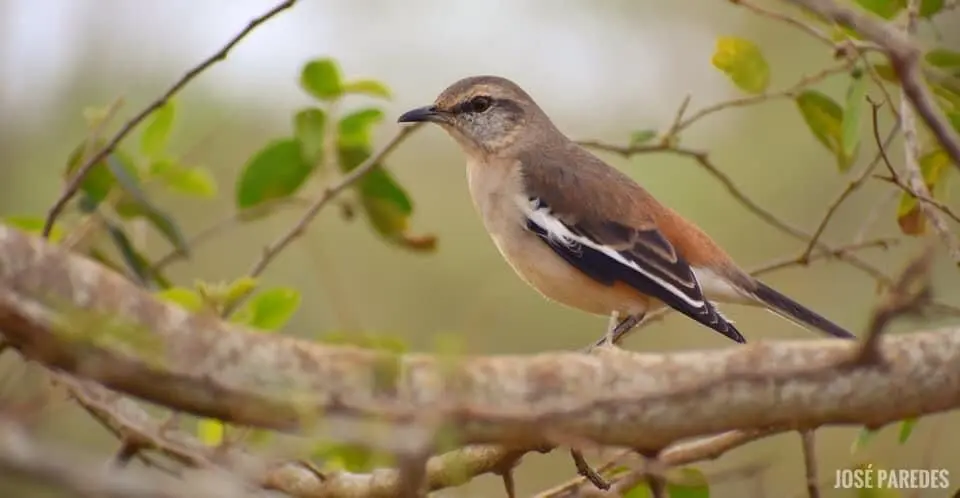 calandria es inteligente - Que augura una calandria