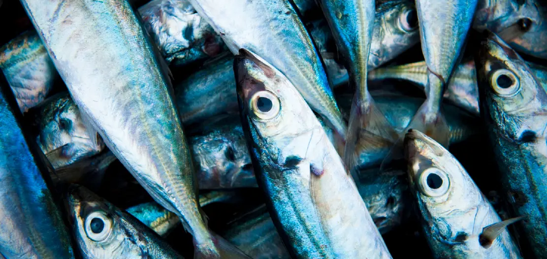 Caballa aumenta la inteligencia: Los beneficios de este pescado para tu cerebro - Qué beneficios tiene la caballa caballa aumenta la inteligencia - Qué beneficios tiene la caballa