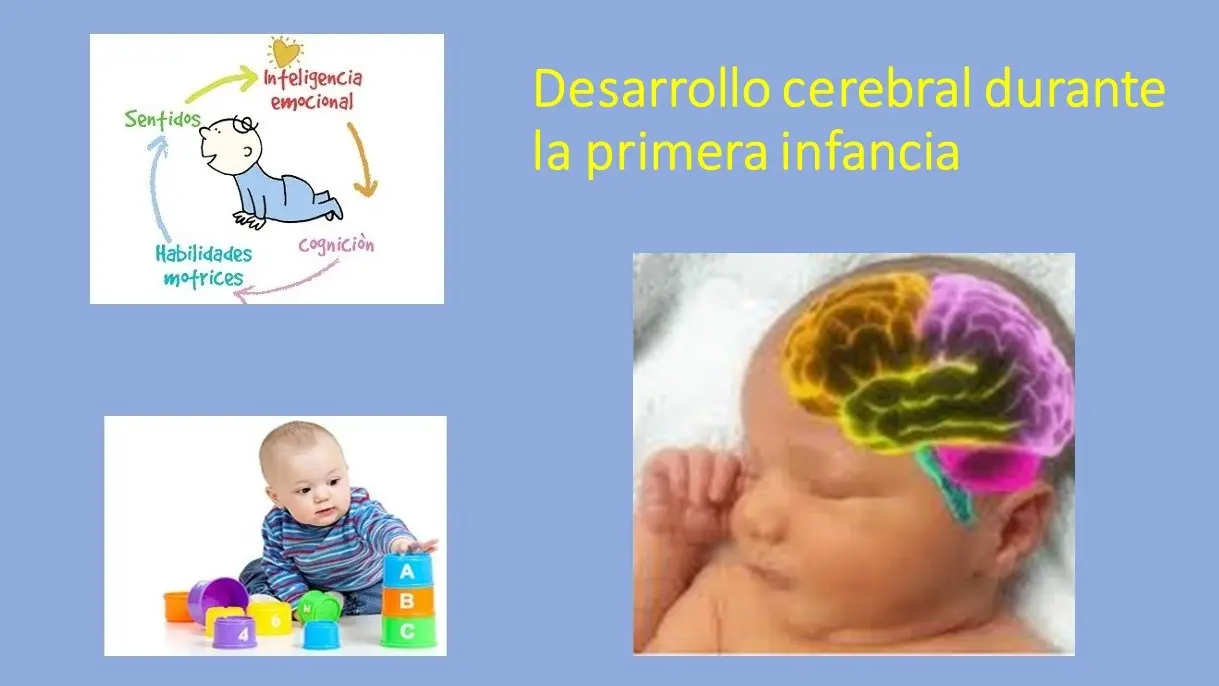Su cerebro creció en tamaño desarrollando sus capacidades e inteligencia - Qué capacidades se incrementan al desarrollarse el cerebro su cerebro crecio en tamaño desarrollando sus capacidades e inteligencia - Qué capacidades se incrementan al desarrollarse el cerebro