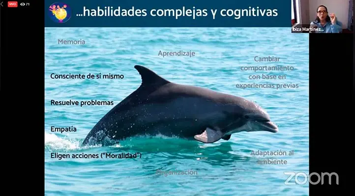 caracteristicas de inteligencia del delfin - Qué comportamientos caracterizan a los delfines