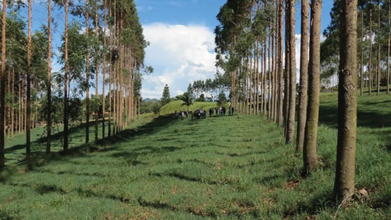 agricultura climáticamente inteligente en paisajes forestales - Qué consecuencias tiene la agricultura en el medio ambiente