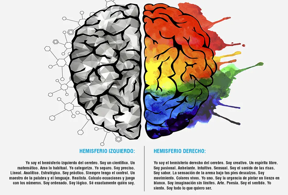 la inteligencia imagenes del cerebro lado derechoy sus partes - Qué controla el lado derecho del cerebro