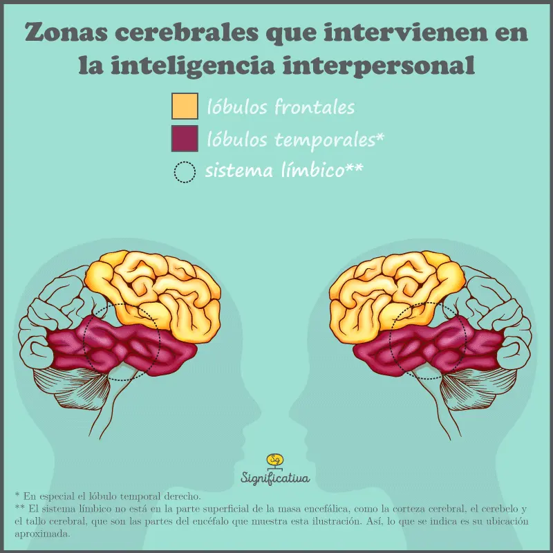 Qué inteligencias encontramos en el lóbulo temporal - Qué Dana el lóbulo temporal que inteligencias en cntramos en el lobulo temporal - Qué Dana el lóbulo temporal