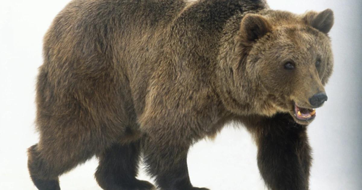 los osos son inteligentes - Qué dato curioso tiene el oso