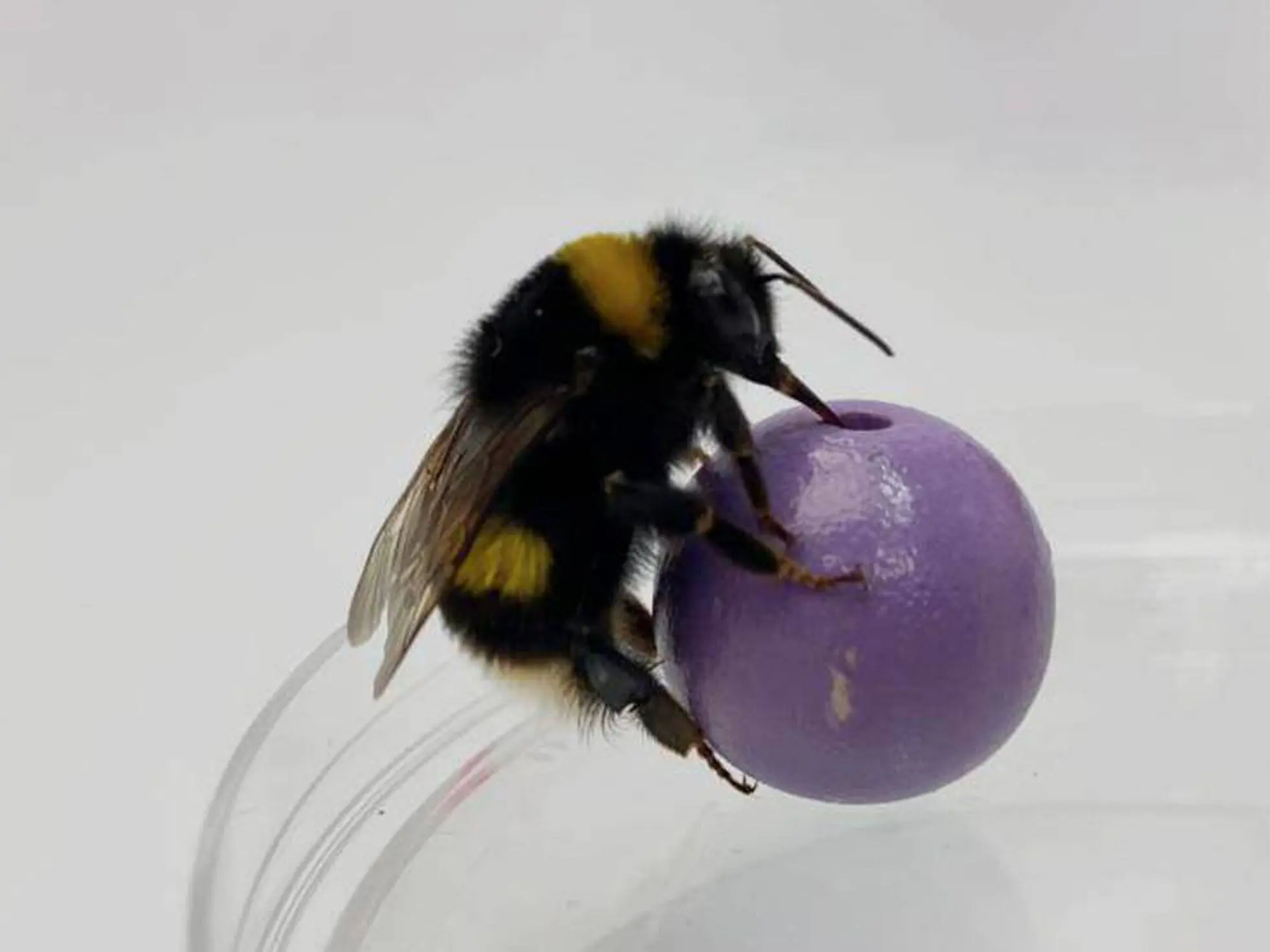 inteligencia de las abejas - Qué detectan las abejas