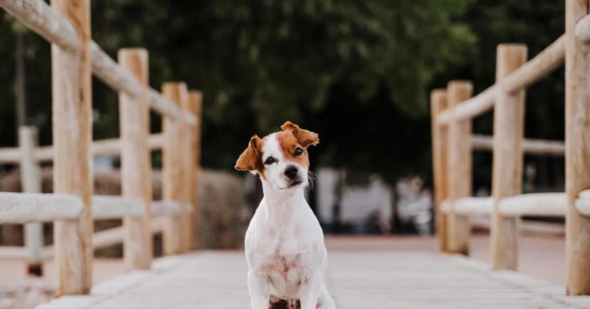 Inteligencia de un perro comparada con un humano - Qué determina la inteligencia de un perro inteligencia de un perro comparada con un humano - Qué determina la inteligencia de un perro