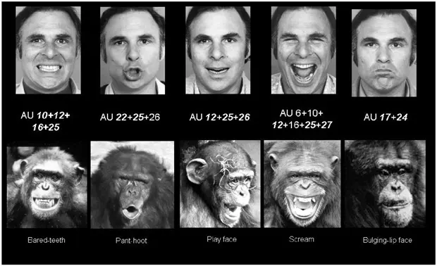 paul ekman inteligencia artifificial - Qué dice la teoría de Paul Ekman