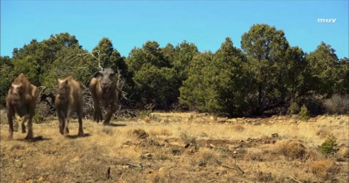 ¿Cuál es el dinosaurio más inteligente? - Qué dinosaurio es mejor que el T Rex cual es el dinosaurio mas inteligente - Qué dinosaurio es mejor que el T Rex