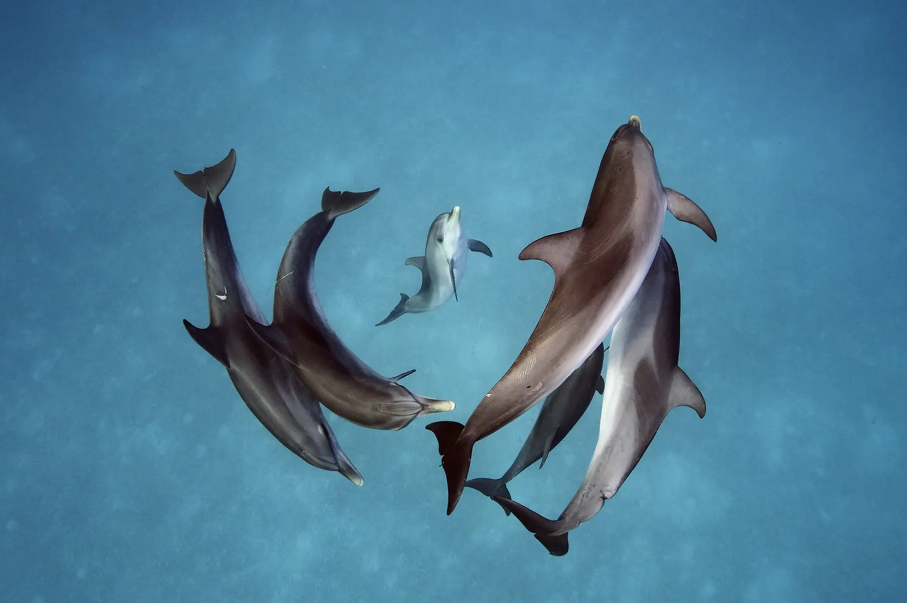 inteligencia del animal delfin - Qué edad mental tienen los delfines