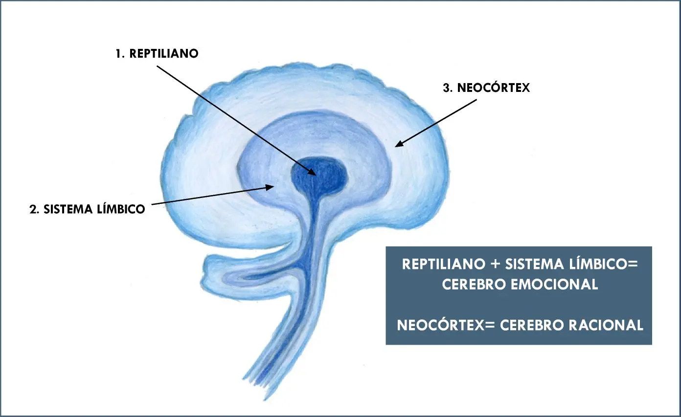 cerebro inteligencia emocional amigdala neocortez - Qué emoción afecta las amígdalas