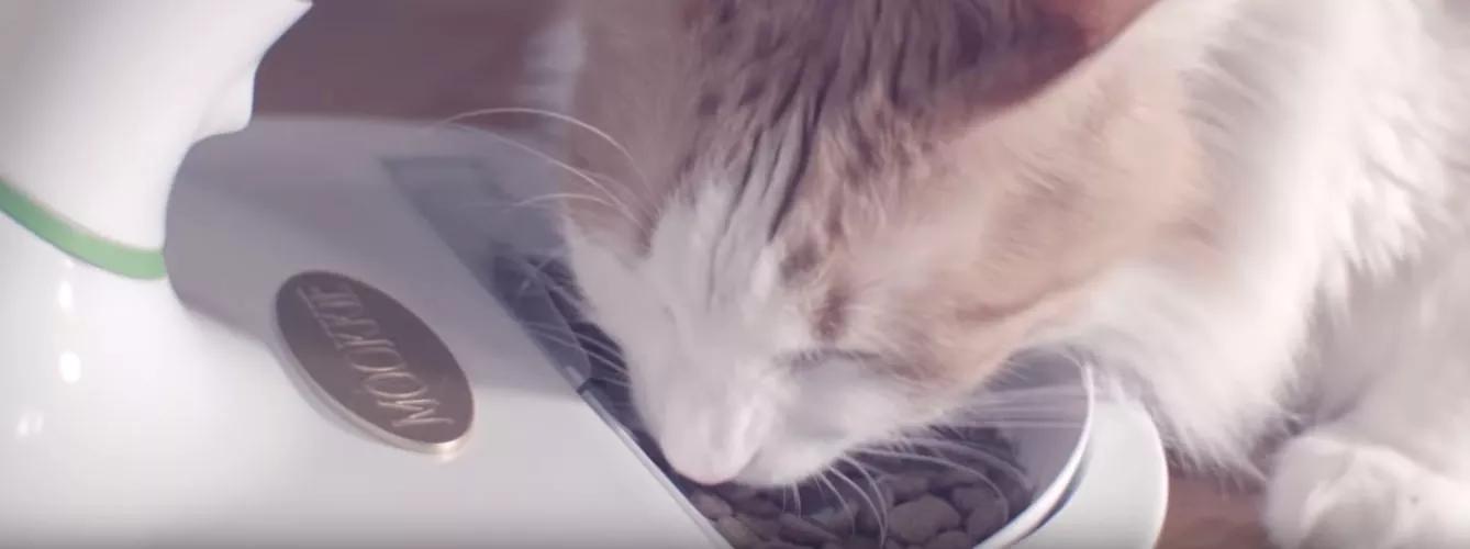 Mookie: El Plato Inteligente para Mascotas - Qué es comedero inteligente mookie plato inteligente para mascotas - Qué es comedero inteligente