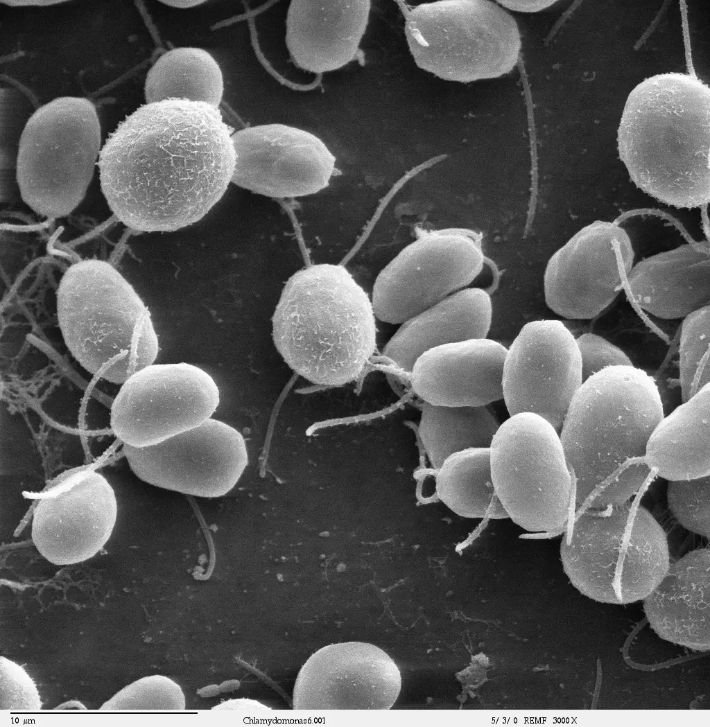 flagelo bacteriano diseño inteligente - Qué es el flagelo y cuál es su función