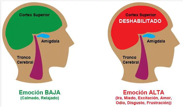 amigdala cerebral reaccion instintiva inteligencia emocional - Qué es el sistema instintivo emocional