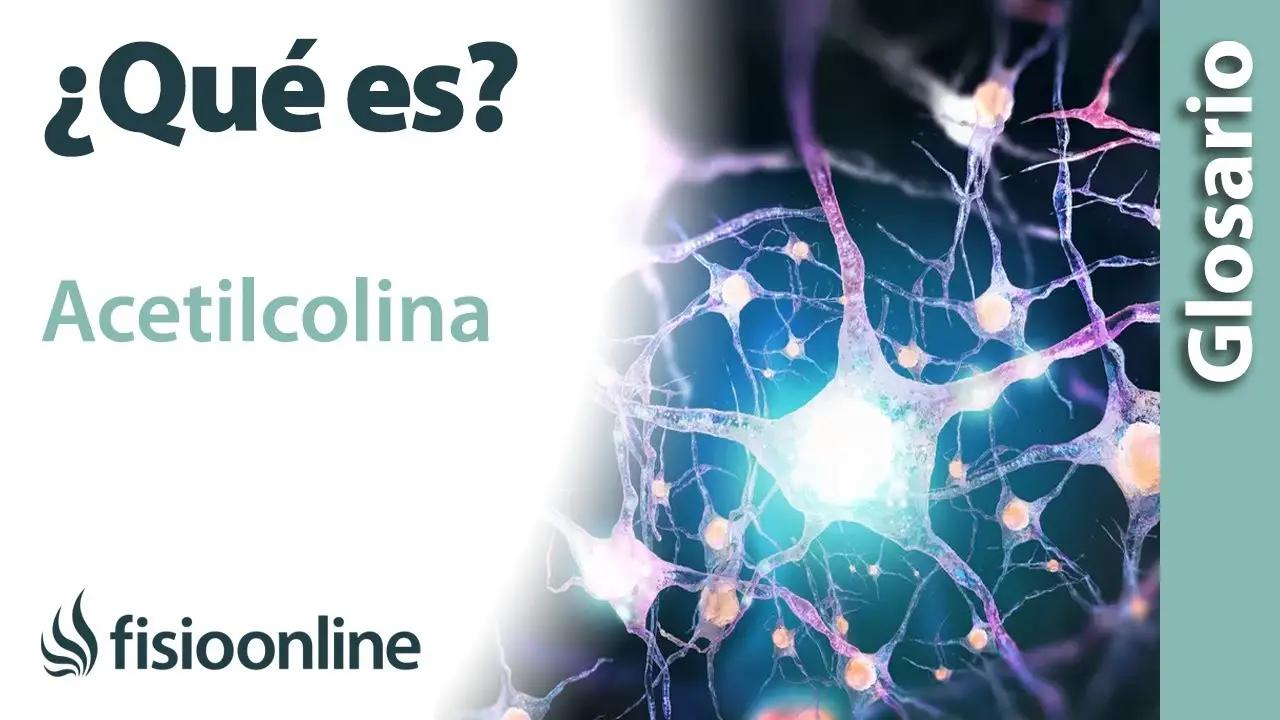 Acetilcolina en el embarazo: beneficios para el desarrollo de niños inteligentes - Qué es la acetilcolina para niños acetilcolina en el embarazo niños inteligentes - Qué es la acetilcolina para niños