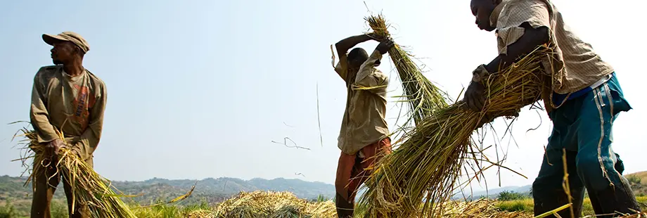 agricultura inteligente fao - Qué es la agricultura sostenible y cuáles son sus 4 pilares fundamentales